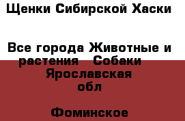 Щенки Сибирской Хаски - Все города Животные и растения » Собаки   . Ярославская обл.,Фоминское с.